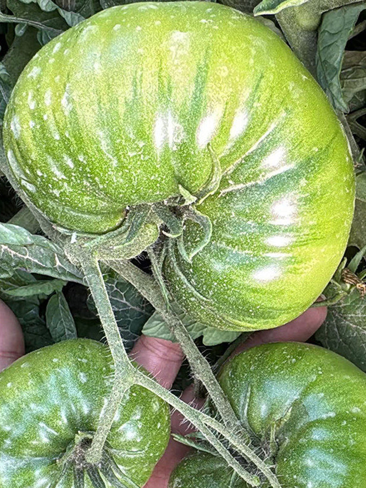 Cherokee Green Tomato