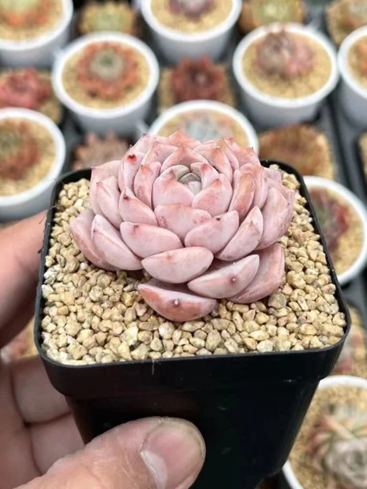Echeveria 'Grace'