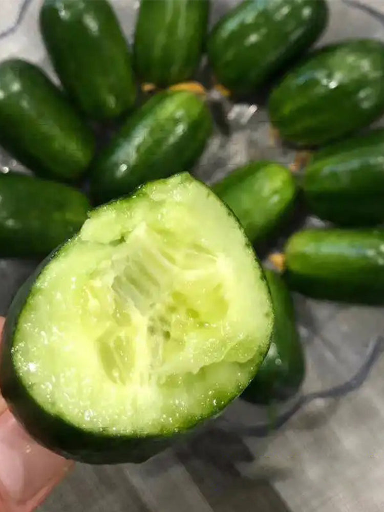 'Golden Boy' Cucumber F1