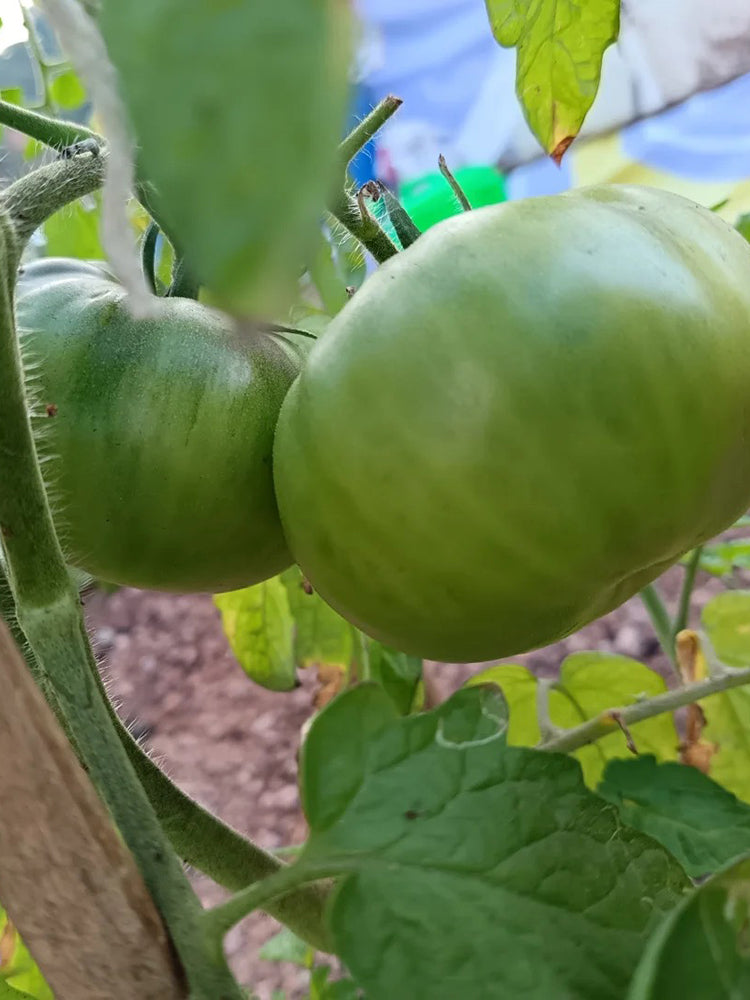 Pink Brandywine Tomato