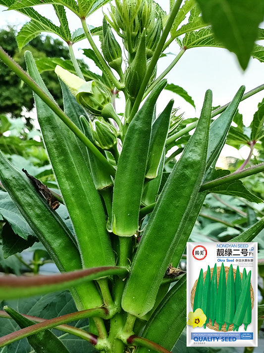 Lianglv No.2 Okra