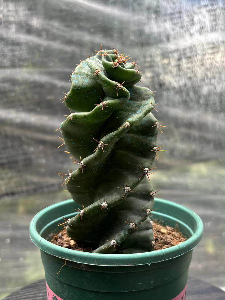 Cereus forbesii 'Spiralis'