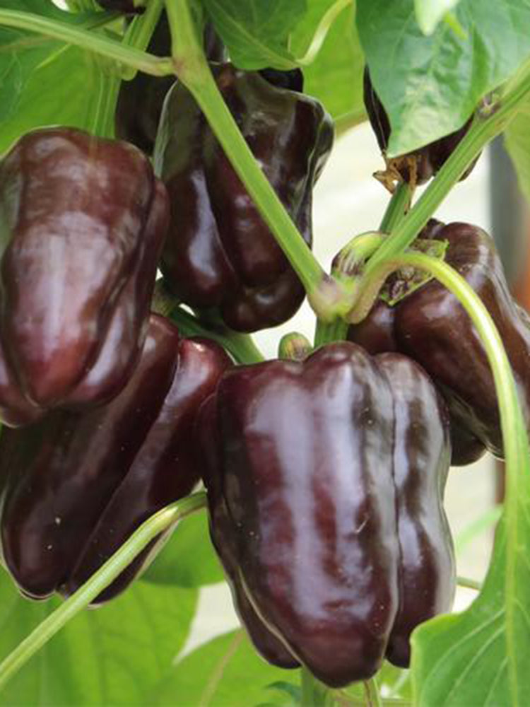 Coffee Fruit Sweet Pepper