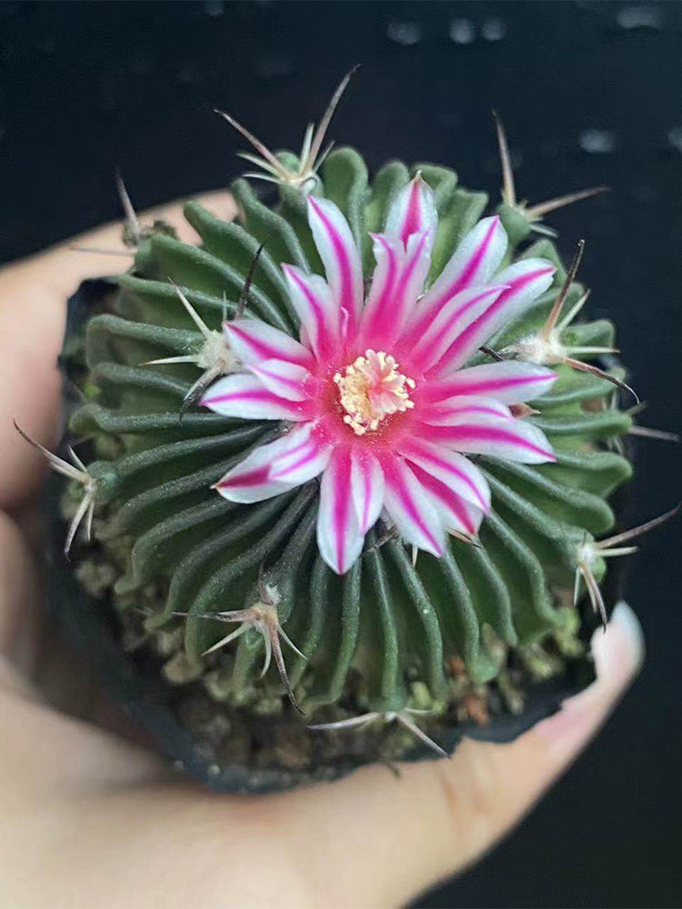 Echinofossulocactus multicostatus