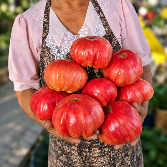 137 AH Scorpii Tomato
