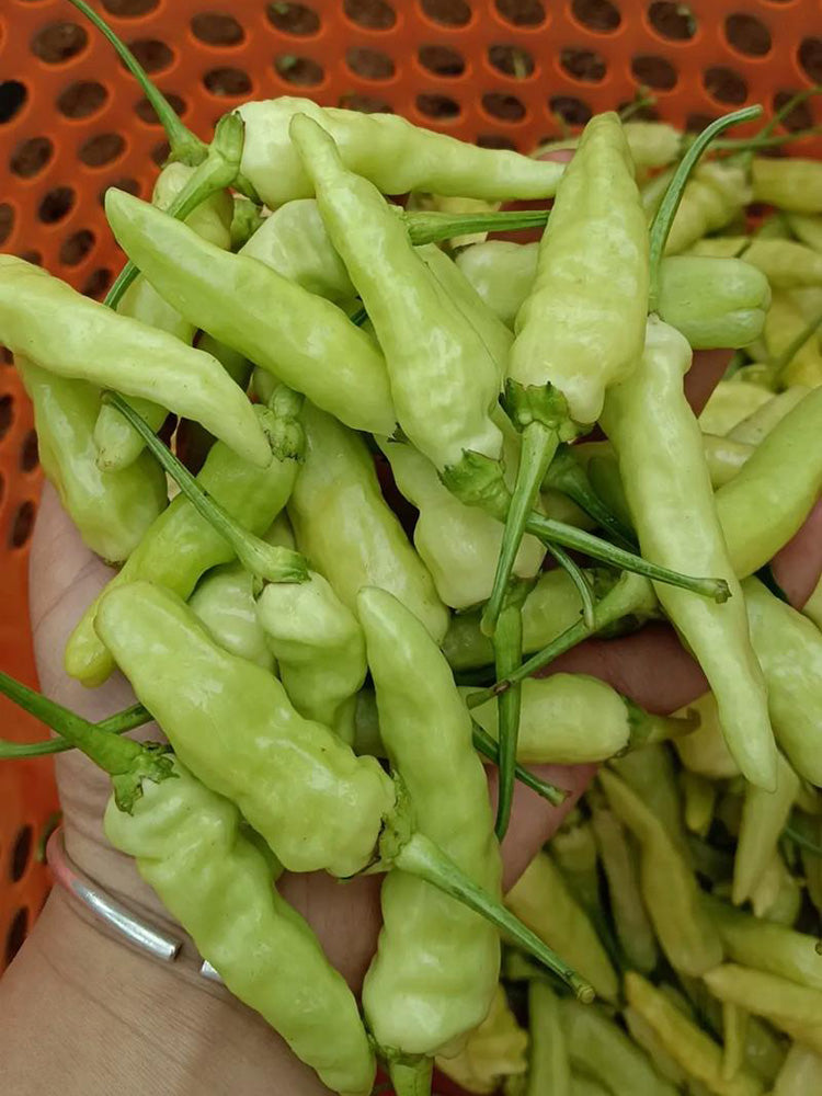 Pickling Pepper