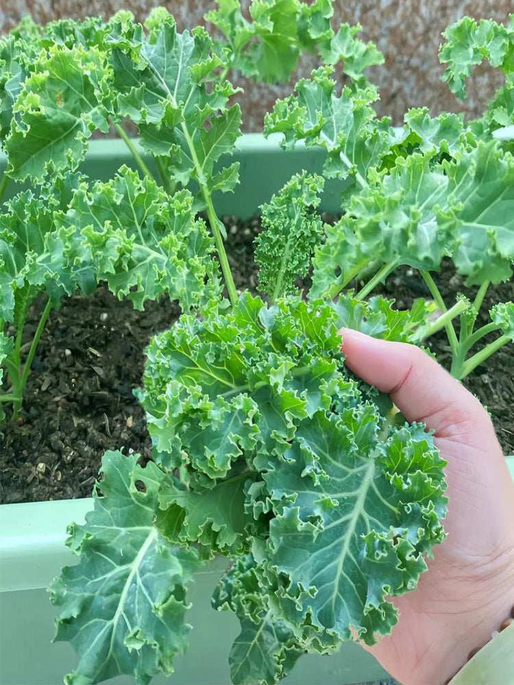 Curly kale (Brassica oleracea var. acephala)