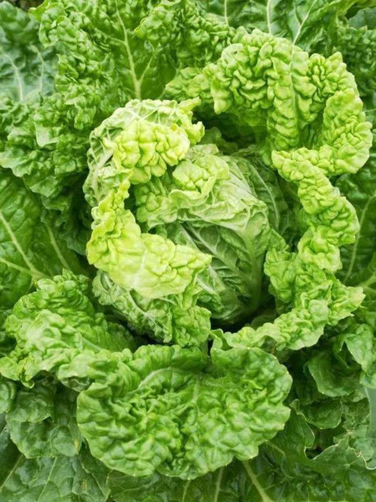 Jiemei 203 Xiayang Chinese Cabbage