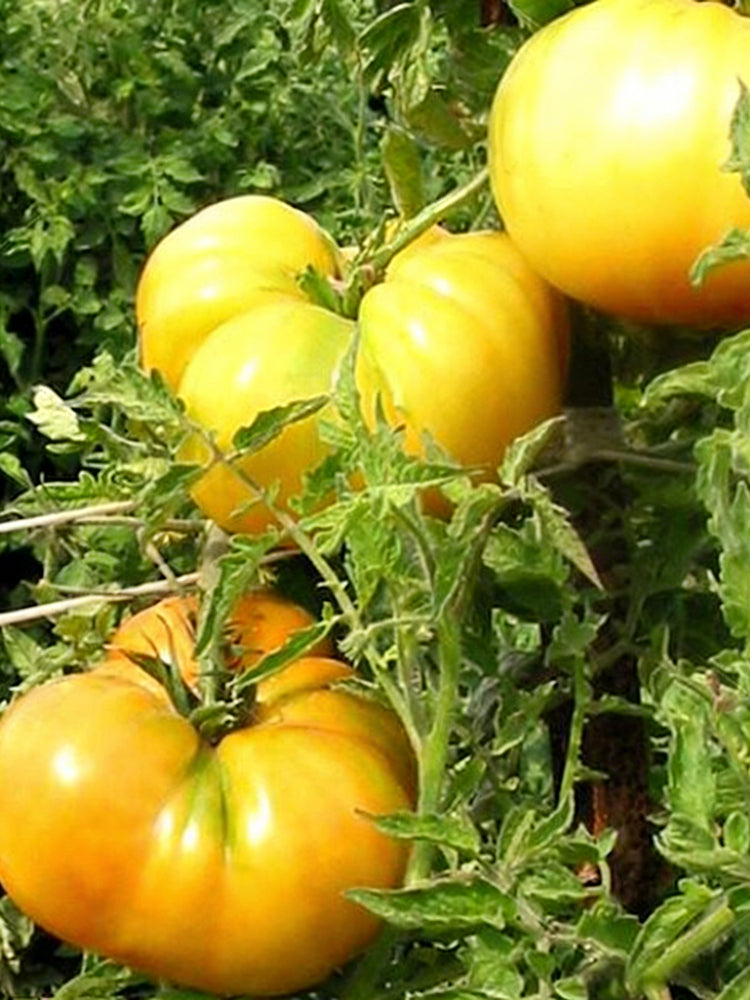 Golden Mango Tomato