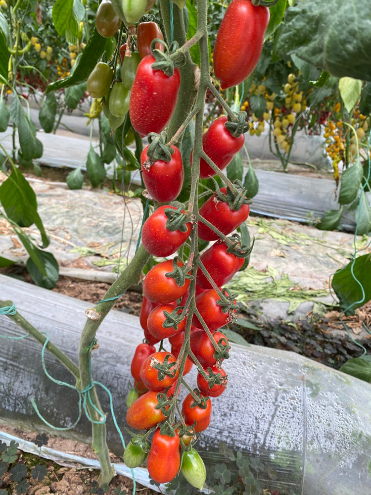 'Royal Pearl Peanut' Tomato