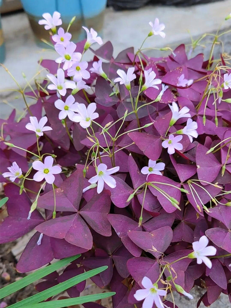 Oxalis triangularis 'Purpurea'