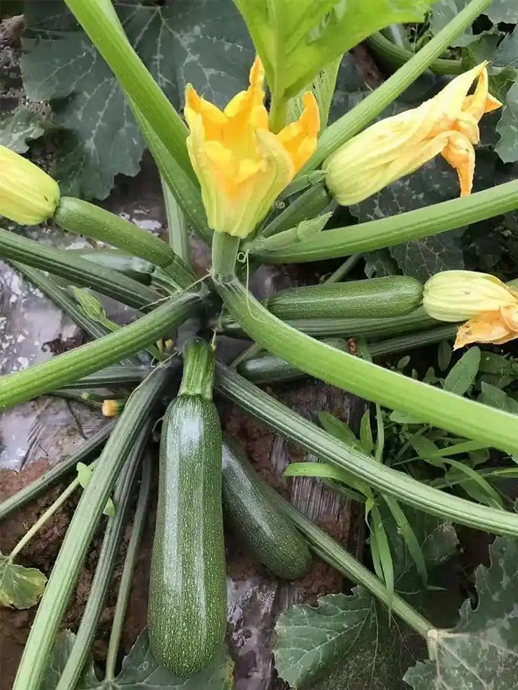 'Black Empress' Zucchini