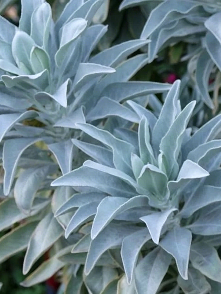 California White Sage