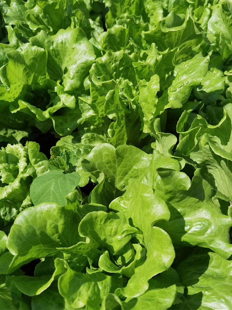 Lvmeng Lettuce