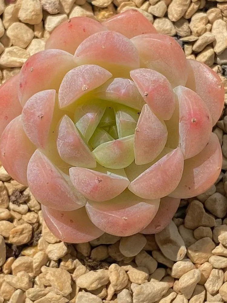 Echeveria cv. 'Moon Star'