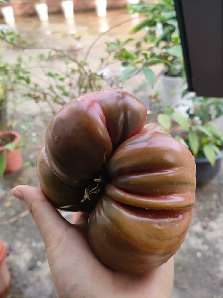 Black Steak Tomato