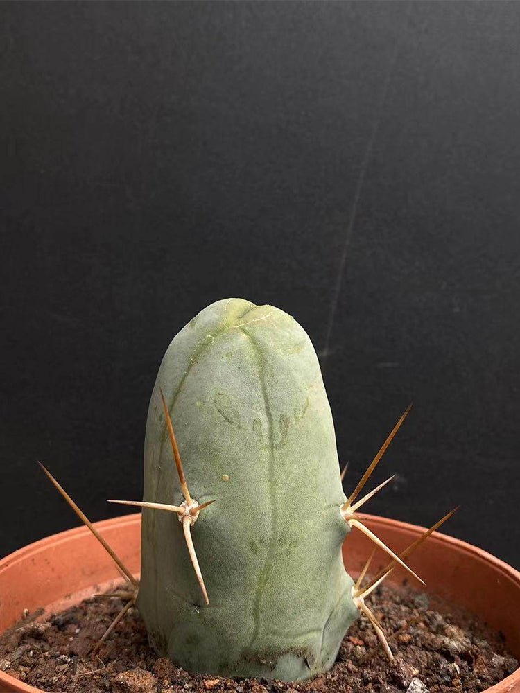 Echinopsis lageniformis f. monstruosa