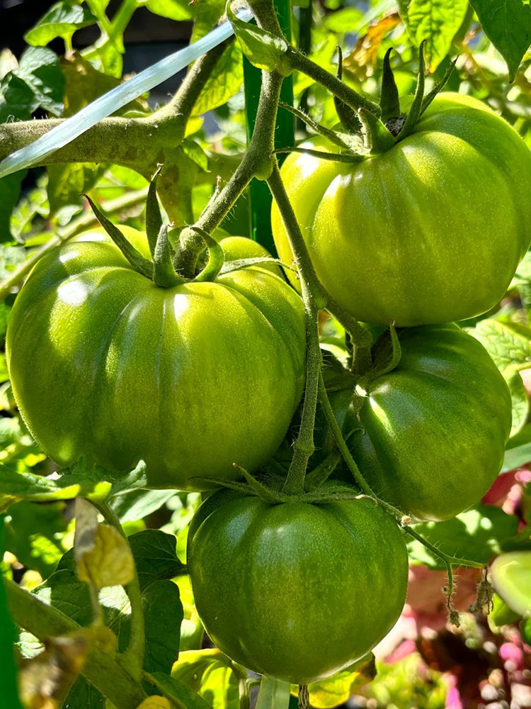 Classic Beefsteak Tomato