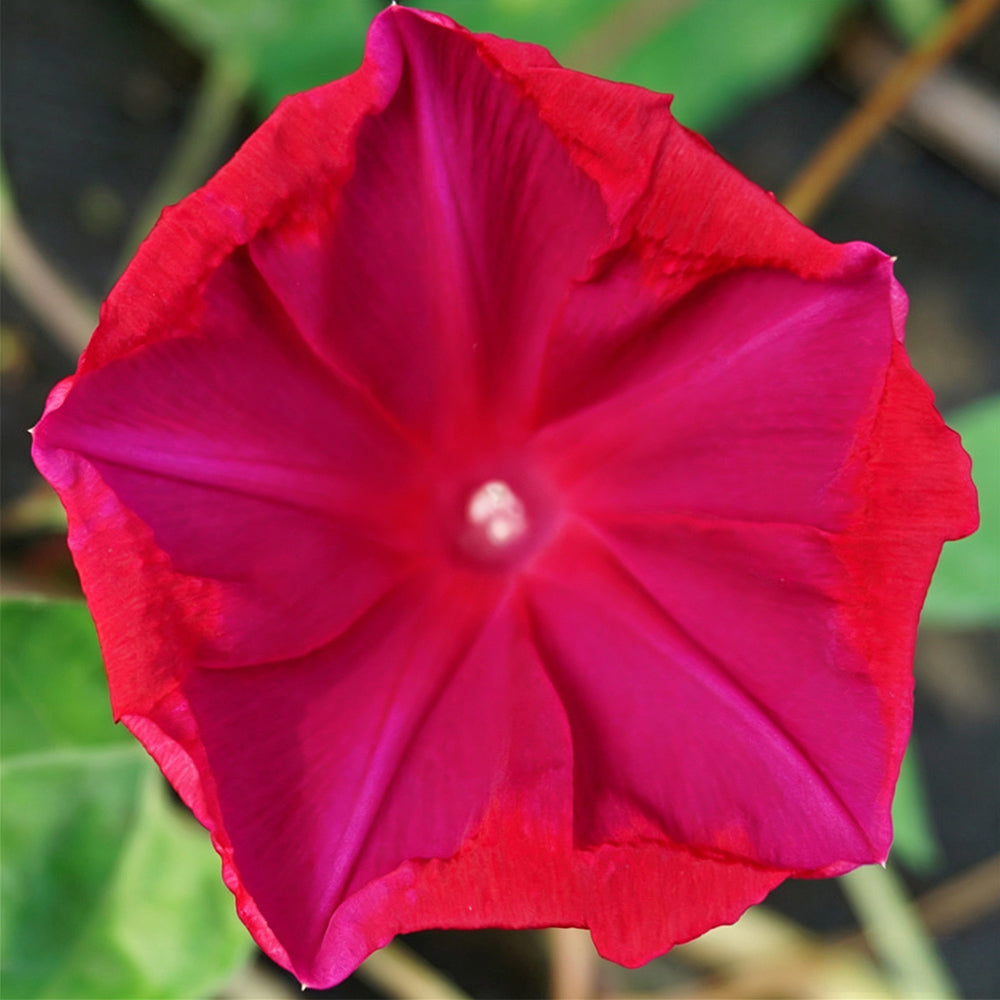 Red Queen Morning Glory
