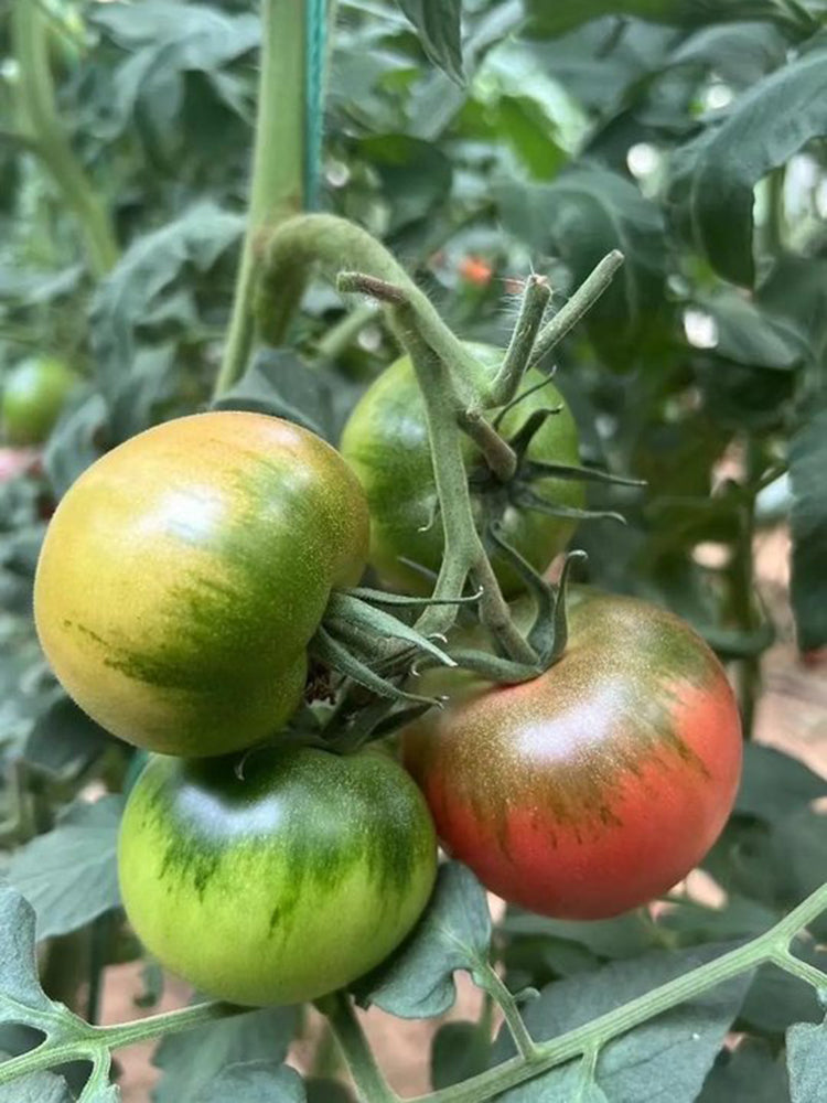 'Strawberry' Tomato