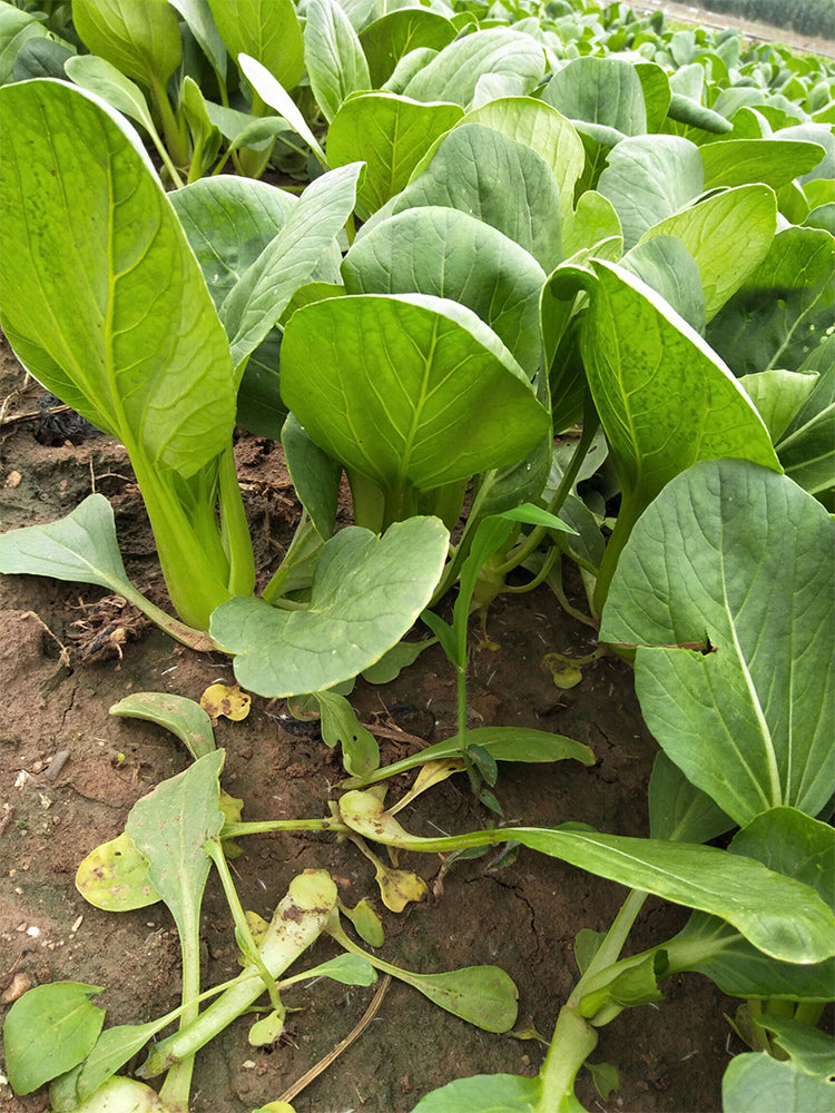 'Jinmei 22' Pak Choi