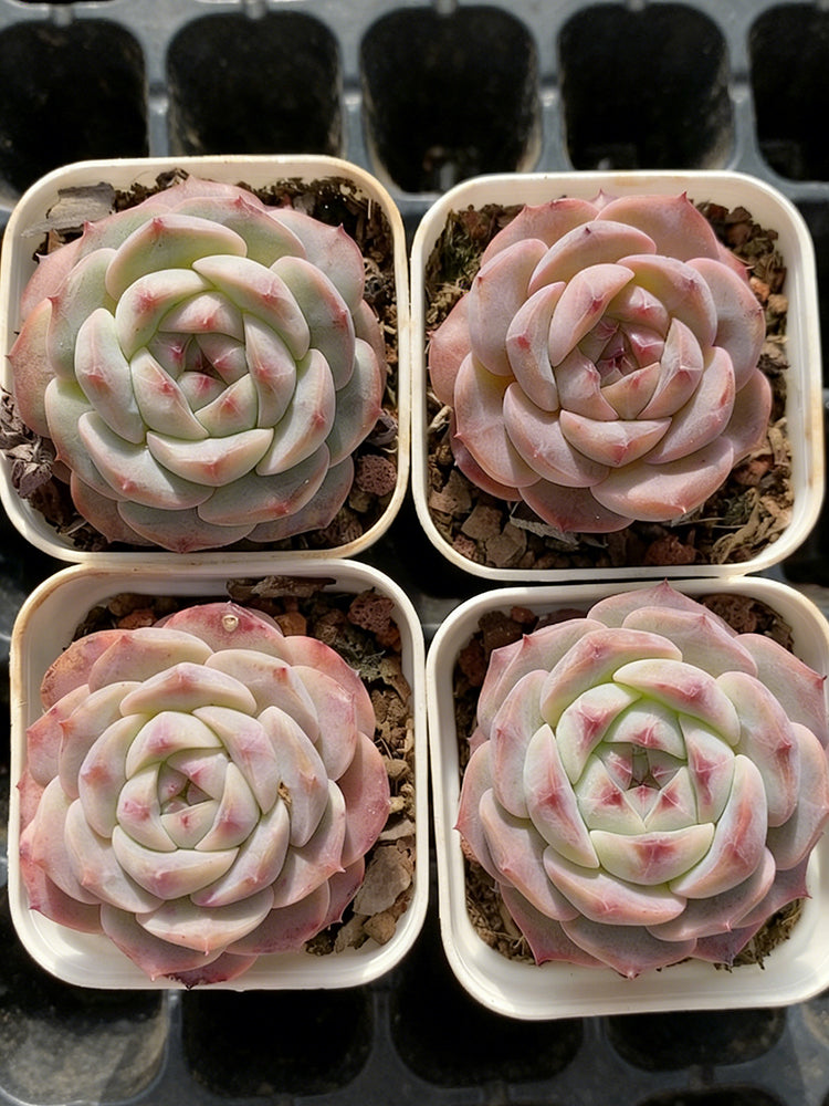 Echeveria cv. 'Moon Star'