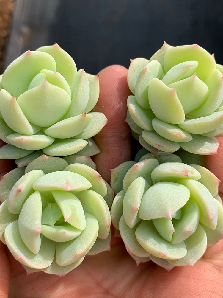 Echeveria cv. 'Love Song'