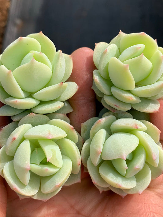 Echeveria cv. 'Love Song'