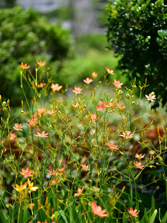 Blackberry Lily
