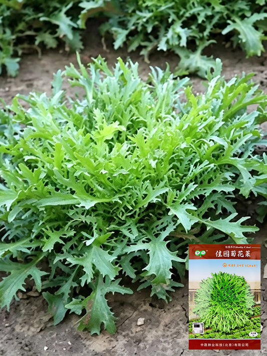 Curly Endive
