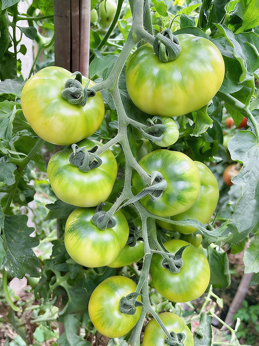 Super Sweet Sandy Green Tomato