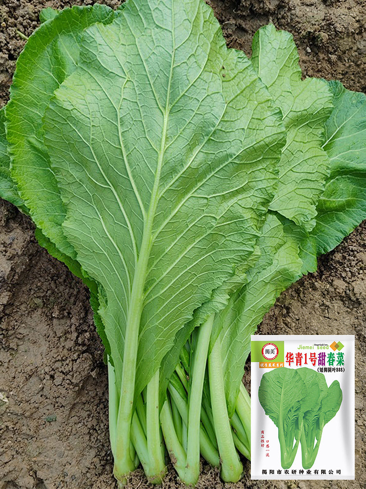 'Huaqing No.1' Sweet Leaf Lettuce