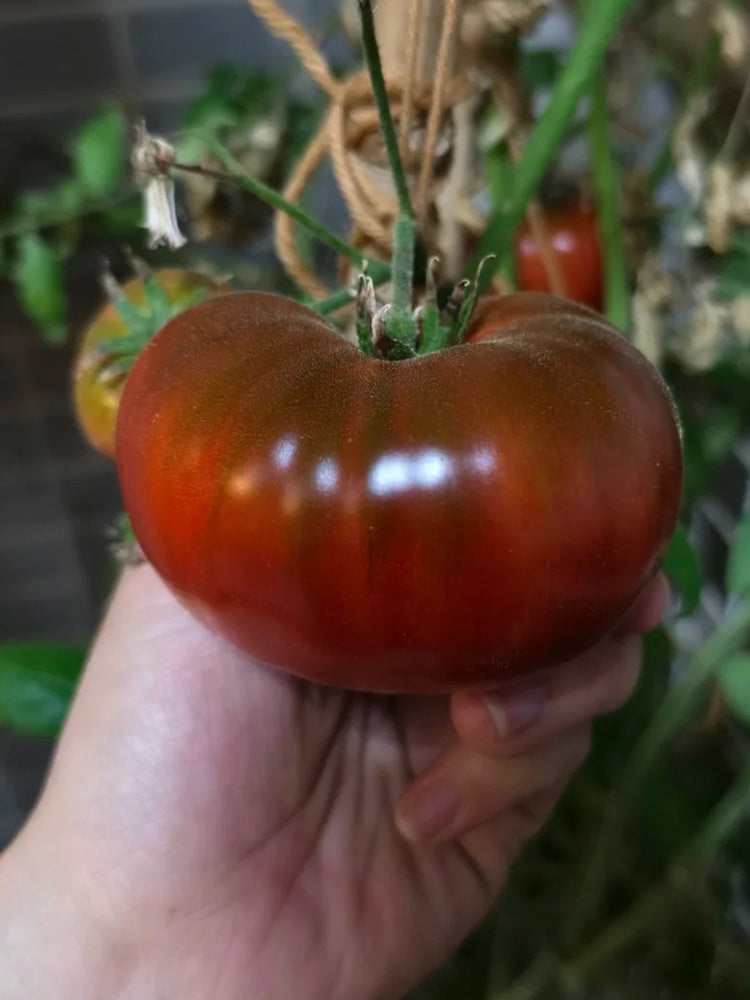 Black Krim Tomato