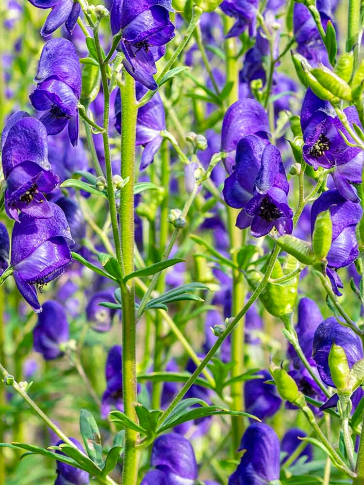 European Aconite