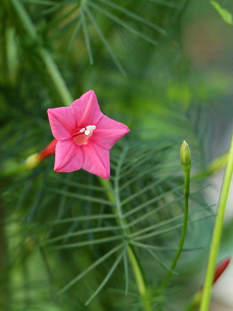 Pink Cypress Vine