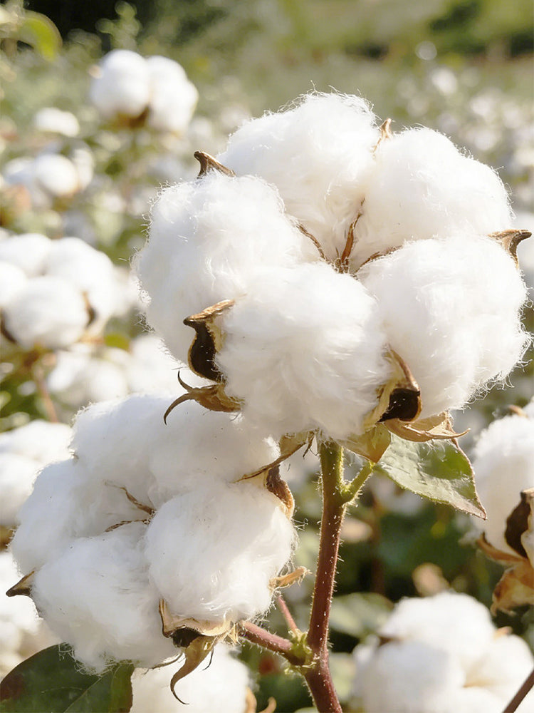 Baimian No.1 Cotton
