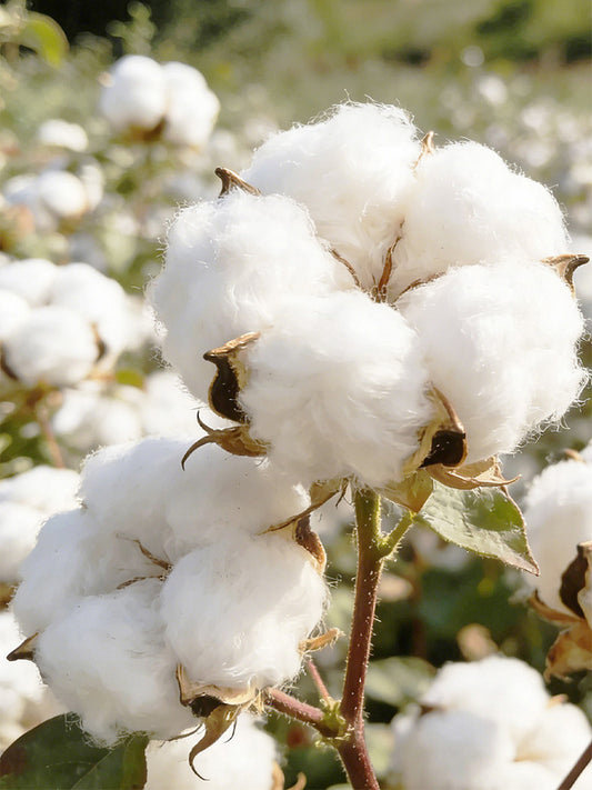 Baimian No.1 Cotton