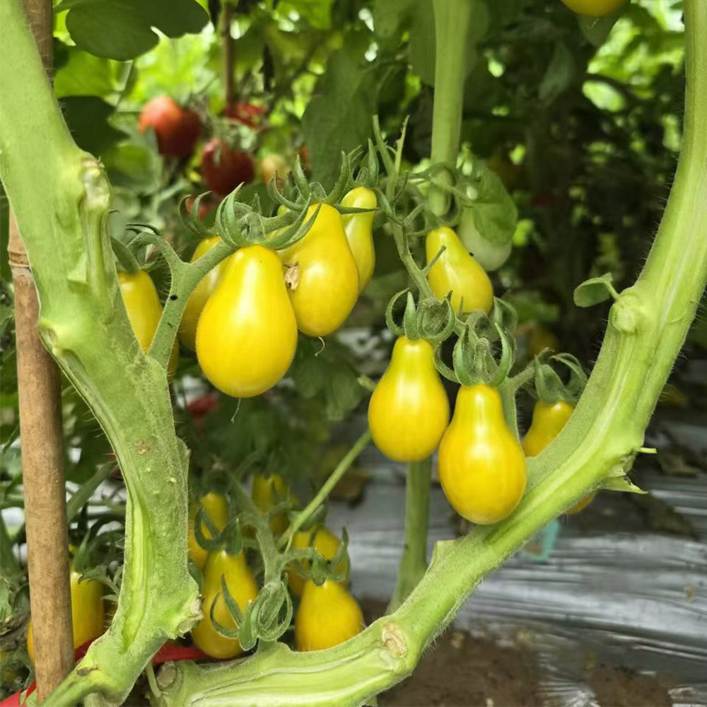 823 Green Pear Tomato