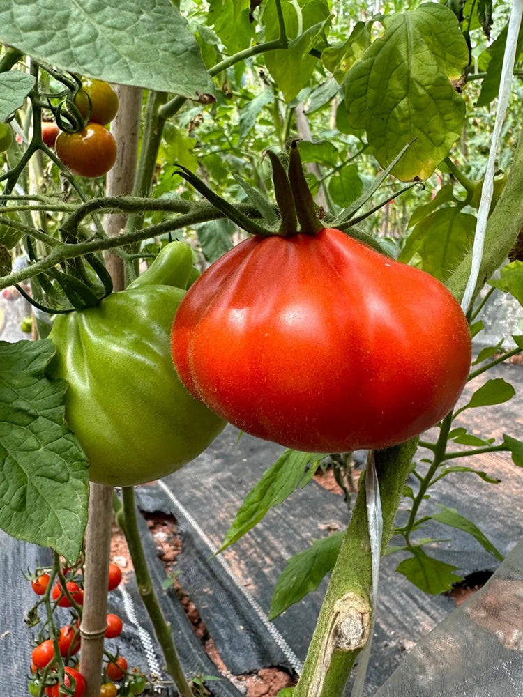 Camille Tomato