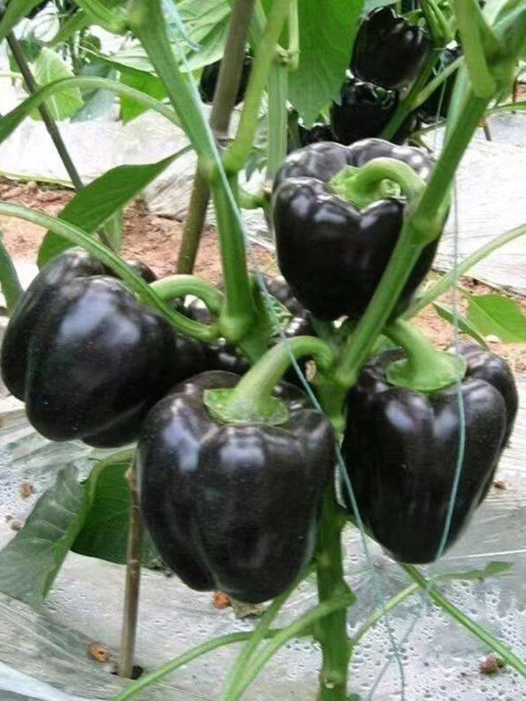 Black Fruit Sweet Pepper