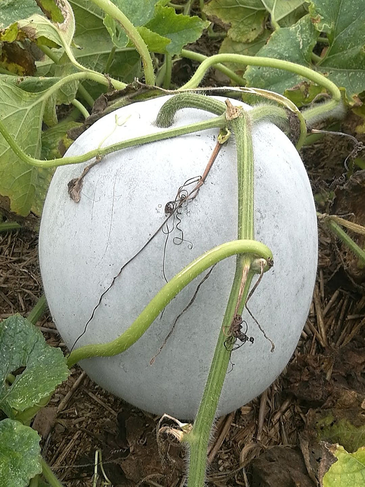 Jiemei Pink Skin Winter Melon