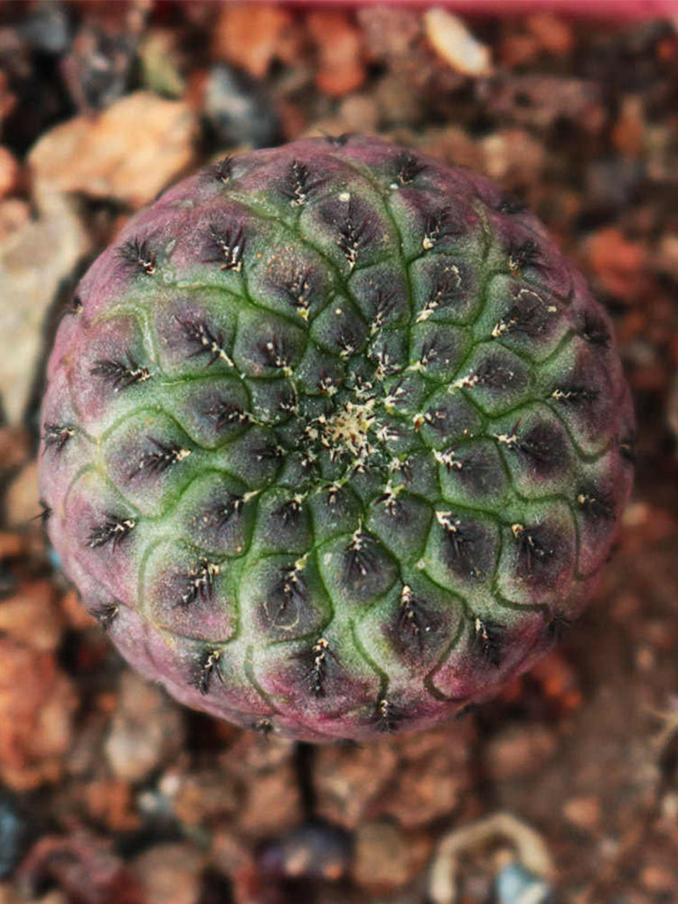 Sulcorebutia rauschii Live Cactus