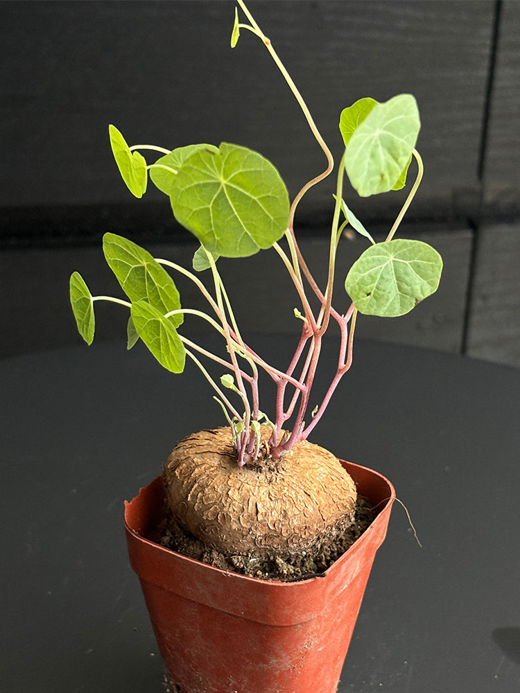 Stephania cepharantha