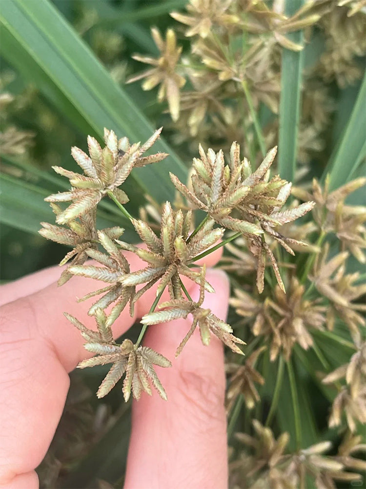 Umbrella Sedge
