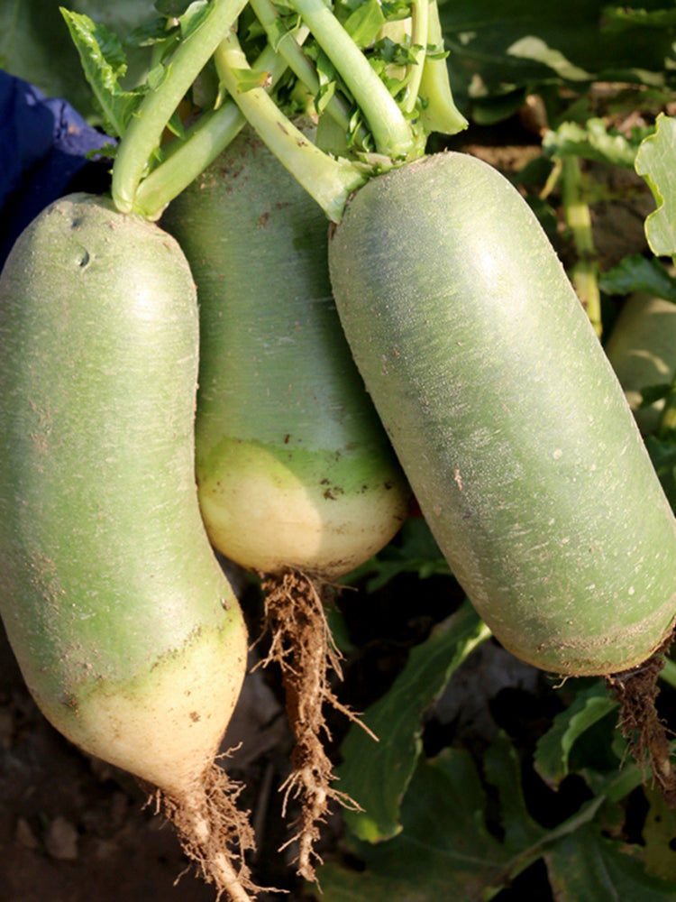 Jingcui Elite Fruit Radish
