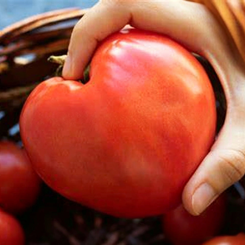W954 Hungarian Heart Tomato
