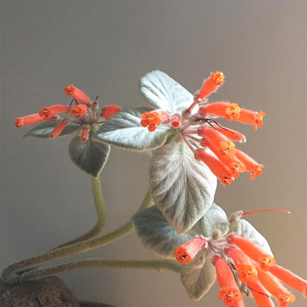 TD004 Sinningia leucotricha Dormant Tuber