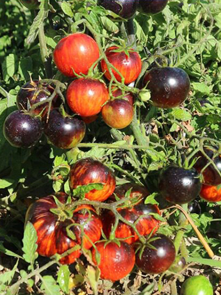 K Night Queen Tomato