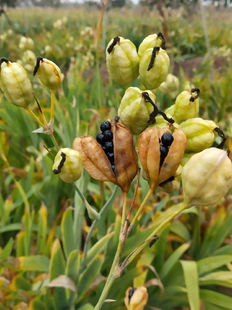 Blackberry Lily