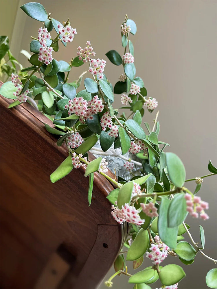 Coin Leaf Hoya Stem Cuttings